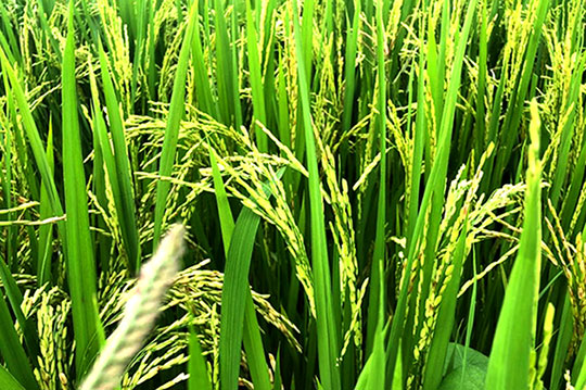 Estiman incremento de producción de arroz en 3,437 hectáreas