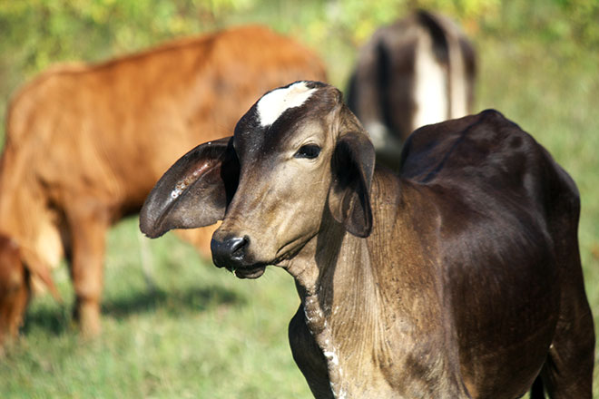Chiriquí mejora calidad de la leche panameña