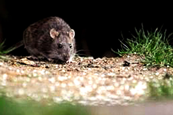 Los Santos registra 29 casos de hantavirus en lo que va del 2022