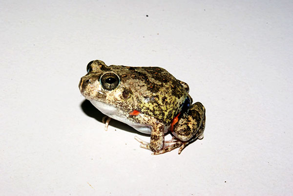 Científicos panameños y alemanes identifican nuevas especies en fauna del país