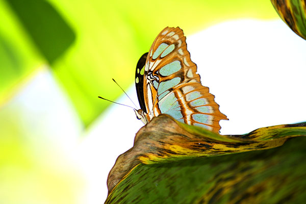 PNUD, Audubon de Panamá y organizaciones lanzan Primer Bioblitz Nacional