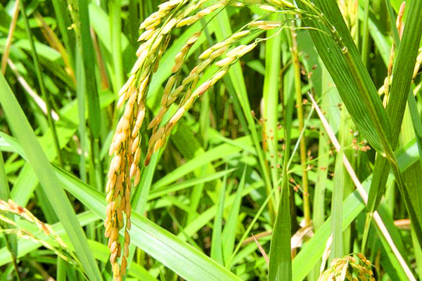 El 10 de agosto llegará al país contingente de 600 mil quintales de arroz