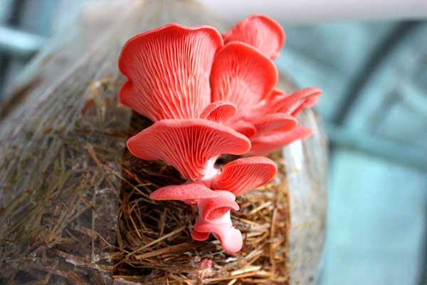 Hongos comestibles con alto valor biológico fortalecerían sistema inmunológico