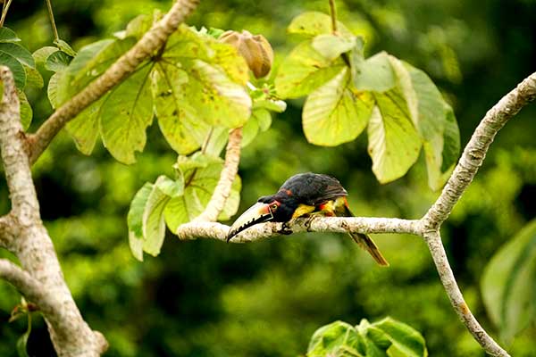 Más de 2 mil personas reúne Encuentro Nacional de Observadores de Aves