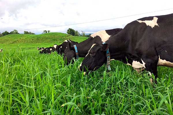 Collares inteligentes para bovinos impulsan economía y producción de leche