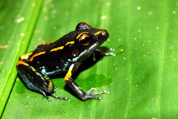 Descubren alcaloides en la piel de la rana Pristimantis gaigei