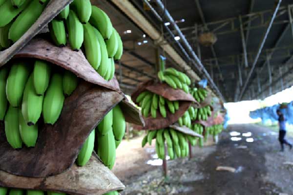 Exportaciones panameñas mantienen cifras récord y consolidan su impulso en 2025