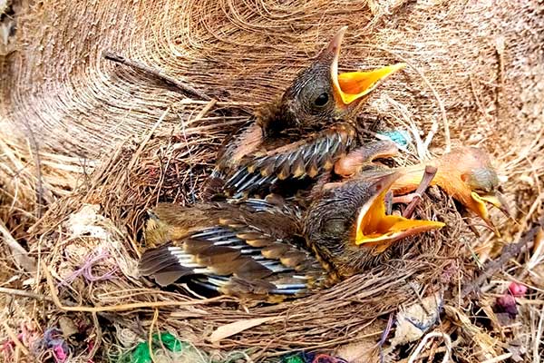 Ciencia ciudadana aporta datos de biodiversidad invaluables para desarrollo sostenible