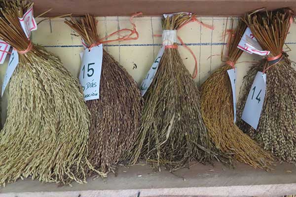 Científicos analizan la Variabilidad Genética del Arroz Criollo de Panamá