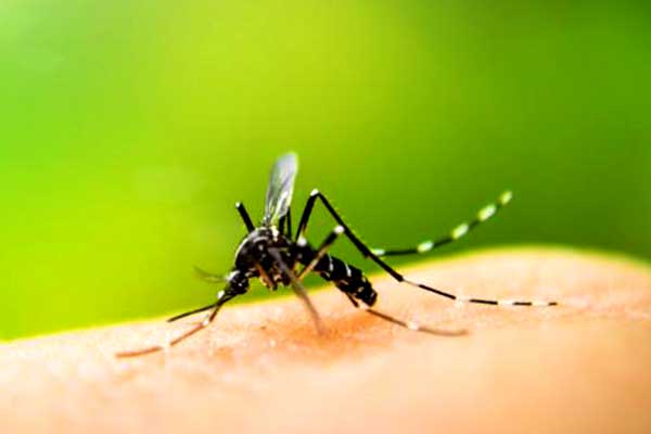 Autoridades de salud en Chiriquí en alerta por brotes de dengue en Costa Rica