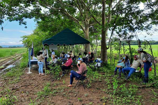 Panamá y El Salvador intercambian conocimientos en arroz y ganadería