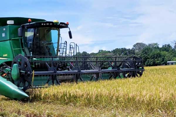 Decretan detención provisional por diferentes delitos en caso de arroz en Veraguas