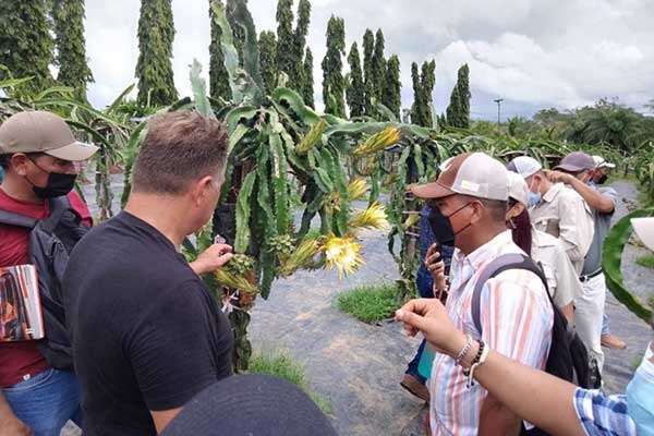 Técnicos se capacitan en el manejo de la pitahaya en Veraguas