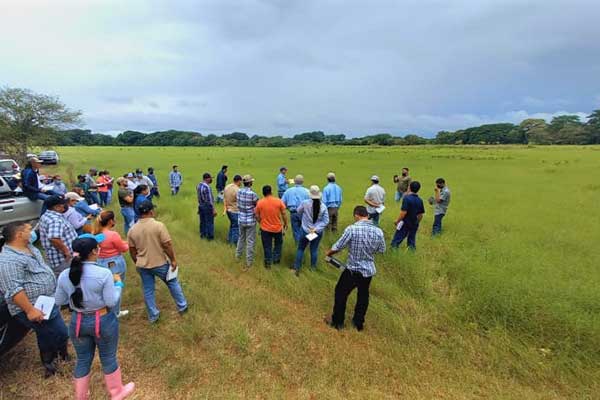 Especialistas del Instituto de Administración Agropecuaria de Texas capacitan a productores panameños