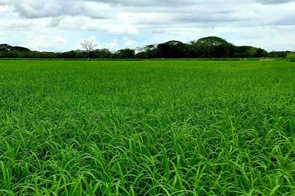 Gobierno asegura que siembra de arroz continúa a buen ritmo para este ciclo agrícola 2022-2023