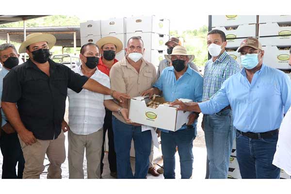 Panamá exporta 400 quintales de jengibre hacia Estados Unidos