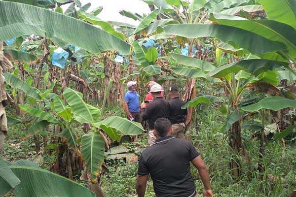 Decomisan y destruyen en Bocas del Toro 46 mil plátanos para proteger patrimonio agrícola del país