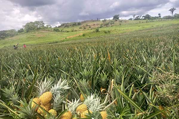 Piña chorrerana continúa abriéndose paso en mercados internacionales con buena aceptación