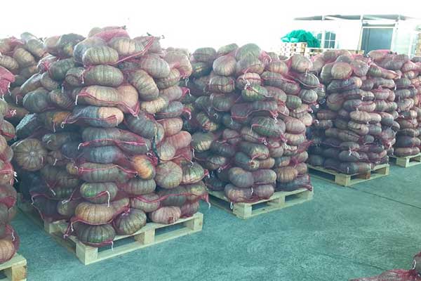 Sector exportador panameño registra crecimiento superior al 4%