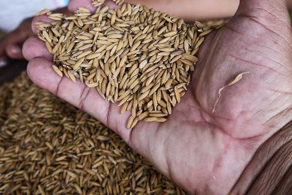 Contingente de 600 mil quintales de arroz ya está Panamá