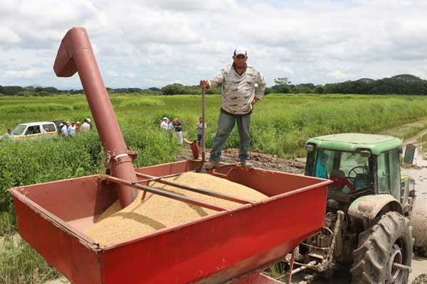 MIDA: siembra y cosecha de arroz avanza a buen ritmo