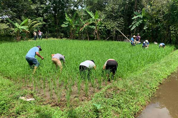 Realizan en Panamá Oeste quinta sesión de la escuela de campo en ricipiscicultura