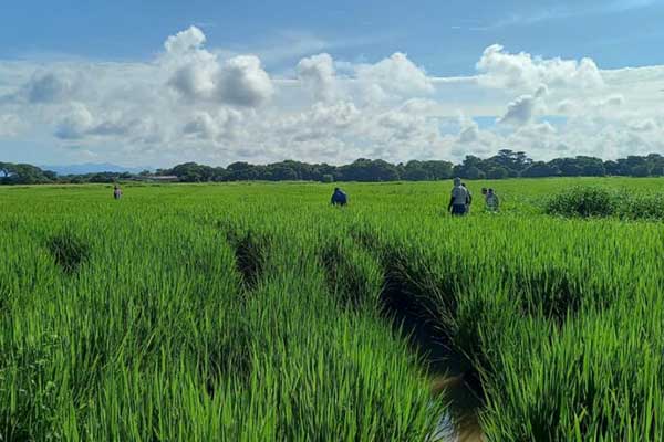 MIDA confirma 69 mil hectáreas de arroz sembradas