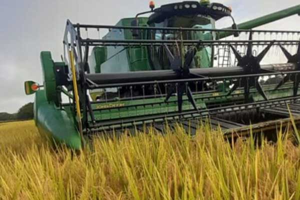 MIDA: B/. 47.6 millones han recibido a la fecha productores de arroz en este ciclo agrícola 2023-2024