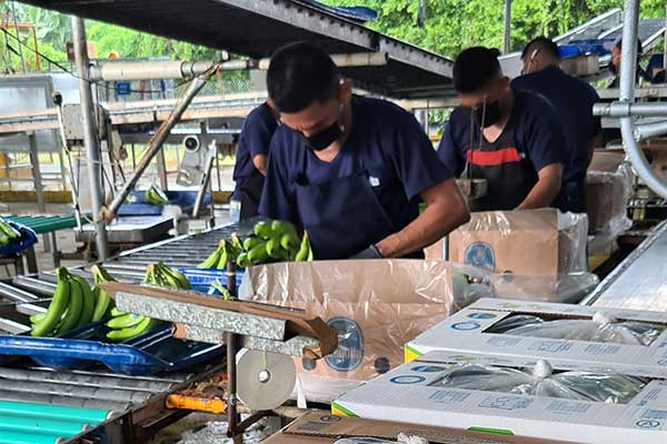 Suscriben acuerdo para salvar la industria bananera en Panamá