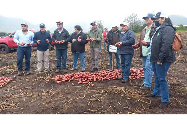 Productores tienen a disposición nuevas variedades de papa