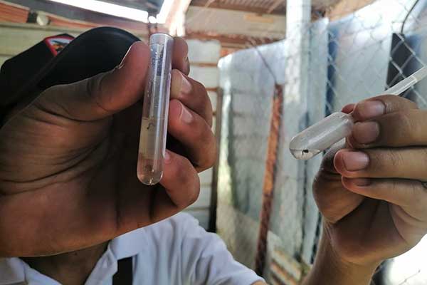Reiteran a la población reforzar la eliminación del mosquito transmisor del dengue