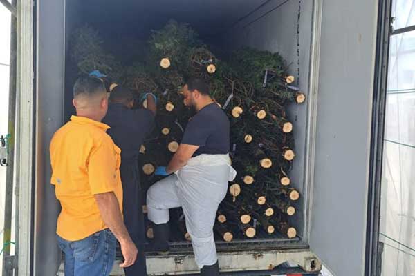 Primeros arbolitos salen al mercado nacional