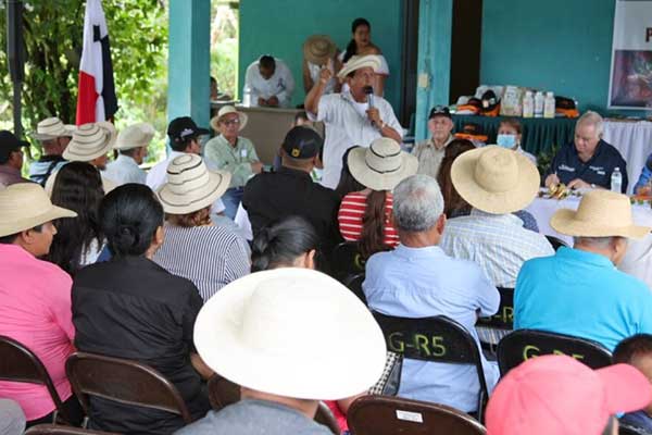 Productores de café robusta de Capira inician la segunda cosecha