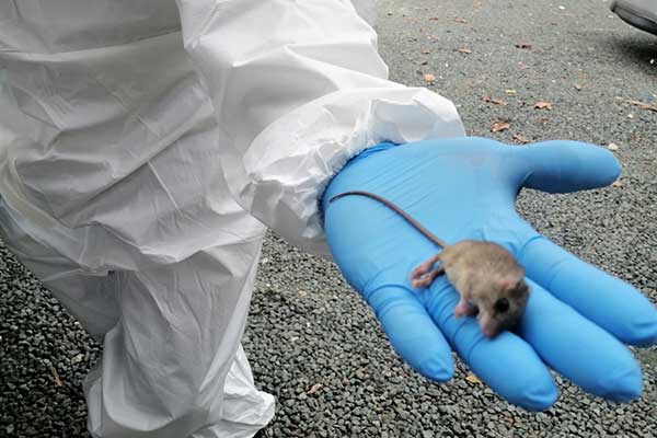 Refuerzan vigilancia epidemiológica y acciones comunitarias ante casos de hantavirus en Montijo