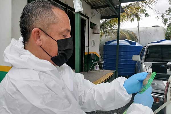 Reportan en Herrera dos nuevos casos de Hantavirus