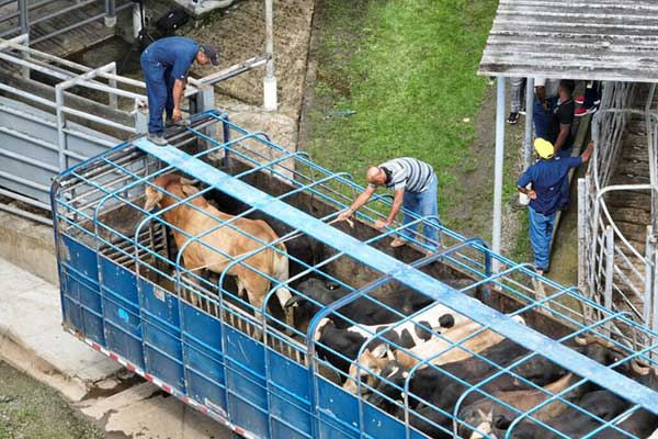 Autoridades declaran brote de GBG en Darién, refuerzan acciones de salud animal para protección del sector ganadero