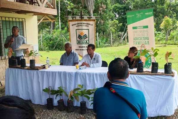 Impulsan desarrollo y modernización de la producción de cacao en Panamá