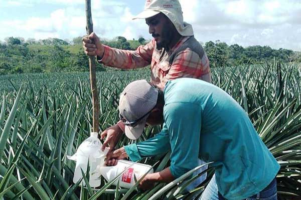 Mantienen seguimiento a acuerdo fitosanitario de exportación de piña a China