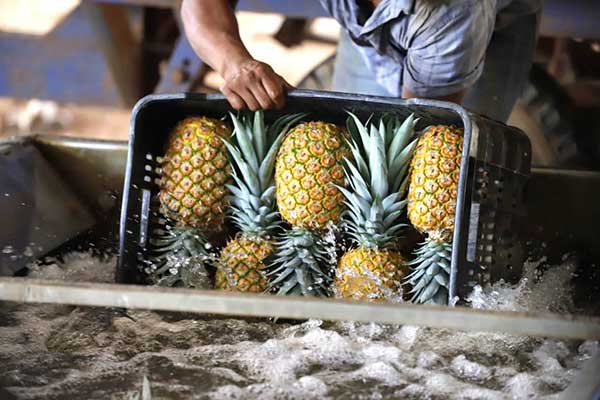 Exportaciones de Panamá sin cobre superaron los B/.1,000 millones en 2022