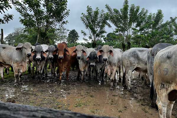Gobierno impulsa producción ganadera con entrega de 75 sementales de alta genética en Bocas