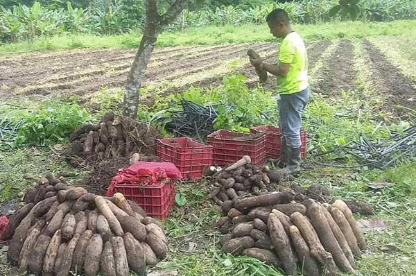 Autoridades agropecuarias siguen de cerca la producción del ñame panameño