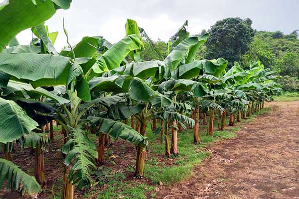 Comité de Semillas registra nuevos cultivares de maíz, plátano y banano