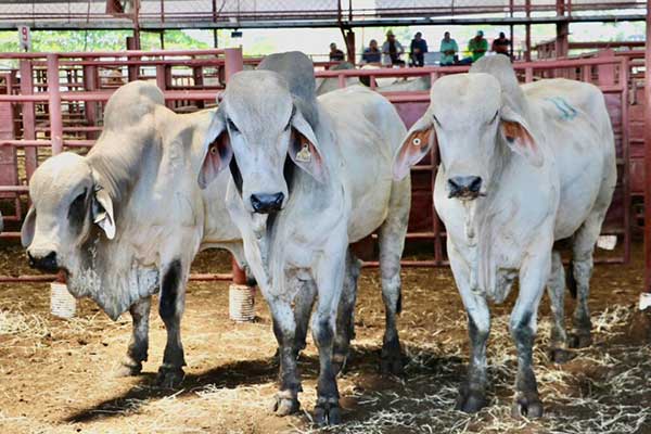 Gobierno entrega 117 toros de alta genética en Coclé