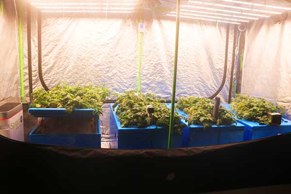 Presentan semilla de papa de la variedad Karú producida en un ambiente controlado en Panamá