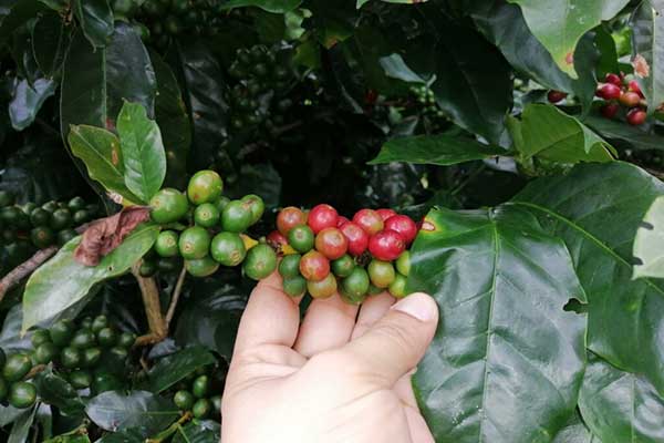 Realizarán segunda gran jornada nacional de extensión agropecuaria del café