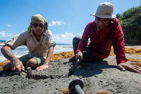 Becario de la Senacyt participa en investigación internacional sobre cetáceos fósiles del Caribe de Panamá
