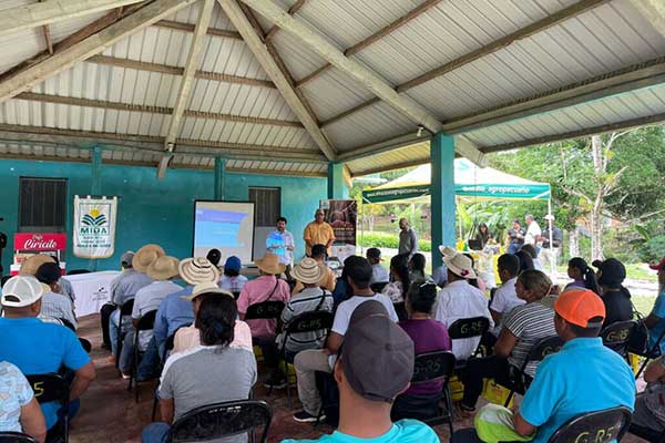 Capacitan a productores de café de Panamá Oeste