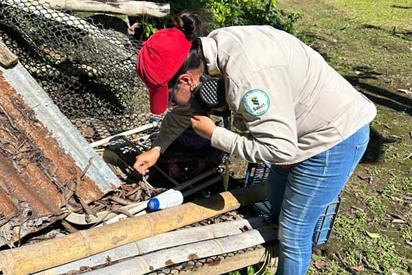 Panamá: MINSA confirma más de 12 mil casos de dengue en el país