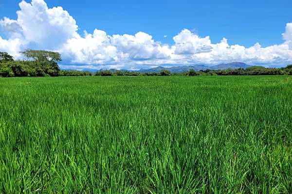 Siembra de arroz en Panamá avanza con 82% de lo programado anual