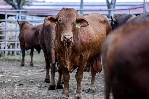 Entregan 63 sementales de alta genética a pequeños ganaderos de Panamá Oeste